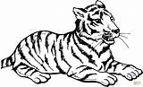 Tigre sketch template