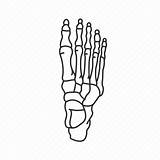 Foot Human Skeletal Anatomy Bones Skeleton Bone System Icon Drawing Ankle Phalanges Talus Metatarsal Icons Drawings Vector Medical Iconfinder Svg sketch template