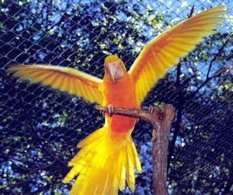 parrots photosaviary infomacaw