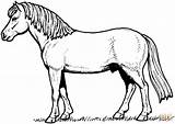 Pferd Pferde Kuda Cavallo Mewarnai Weide Cheval Cavalli Stampare Supercoloring Ausmalbild Colorear Malvorlage Frison Kleurplaten Pony Arabi Ló Cavalo Hengst sketch template