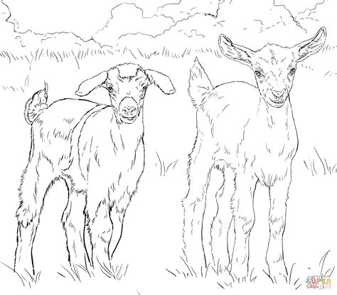 baby goats coloring page  printable coloring pages
