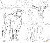 Goats Ziege Supercoloring Lupo Capretti Lamb Malvorlagen sketch template