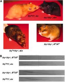 Genetics Of Sex Linked Yellow In The Syrian Hamster Genetics