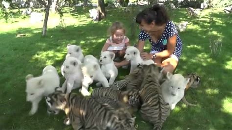 video white lion and siberian tiger cubs play with visitors in crimea