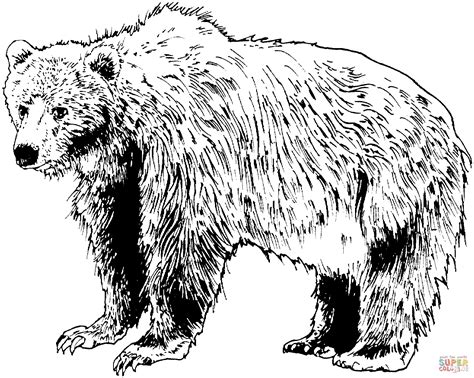 brown bear coloring pages   print