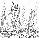 Algas Marinas Dibujar Seaweed Conchas Piedras Myloview Dibujado Acuario Vectoriales Fotomural Plantas Alga Fotomurales Drawn sketch template