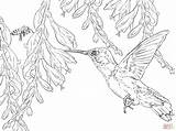 Hummingbird Coloring Bee Pages Printable Hummingbirds Drawing Flower Bird Color Adults Line Print Birds Supercoloring Easy Hibiscus Adult Sketch Small sketch template