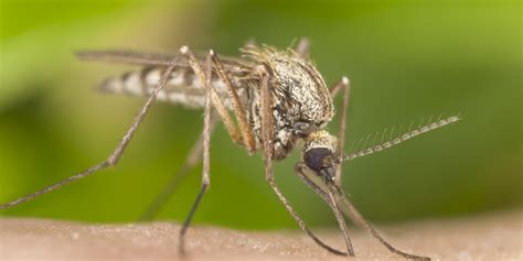 body odour genes determine  chance    mosquito bite
