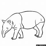 Tapir Animal Coloring Pages Activities Zoo Drawing Clipart Rainforest Color Tapirs Line Gif Thecolor Online Colouring Animals Malayan Printable Mountain sketch template