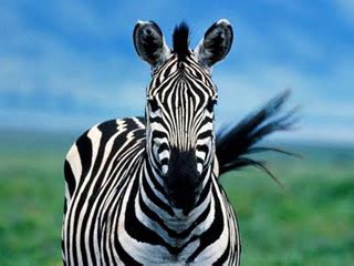 braxton  yancey zebra  tiger stripes