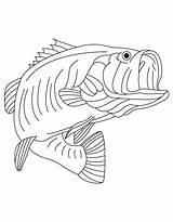 Coloring Bass Fish Largemouth Cartoon Print sketch template