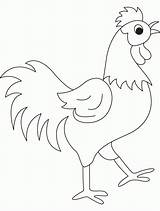 Rooster Coloring Cock Pages Dick Drawing Kids Beautyful Year Clipart Library Clip Popular sketch template