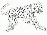 Jaguar Mewarnai sketch template