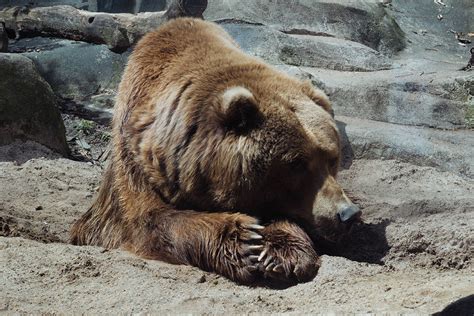 long  bears hibernate yellowstone bear world