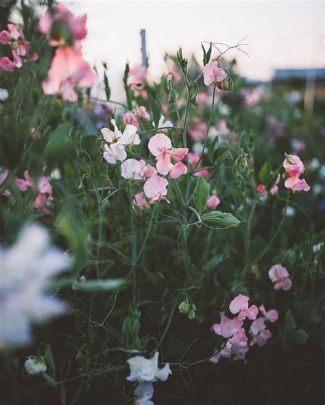 Pin By Courtney Fleming On Down On The Farm Sweet Pea
