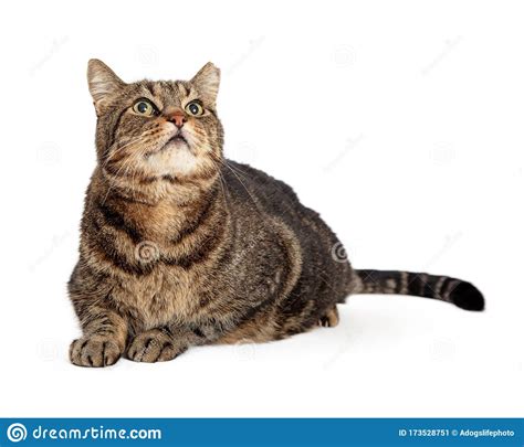 cute brown tabby cat lying looking up stock image image of sleep