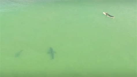 incredible drone footage shows ft sharks swimming   surfers blogs