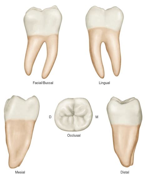 anatomy  molar teeth