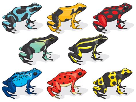 poison dart frogs basic information  top  facts pest wiki