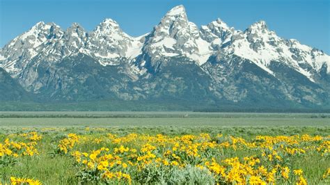 explore  beautiful wildlife  grand teton national park