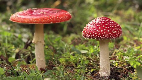 red poisonous mushroom     desktop