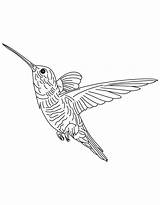 Hummingbird Coloring Pages Hovering Printable Drawing Simple Color Hummingbirds Getcolorings Template Print Getdrawings Sketch Popular Books Categories Similar sketch template