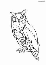 Owl Coloring Easy Eared Long Pages Owls Animals sketch template