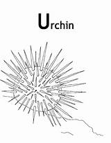Urchin Sea Coloring Designlooter 28kb 600px sketch template