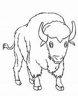 Bison Coloring Pages Printable Kids Coloringbay Bestcoloringpagesforkids sketch template