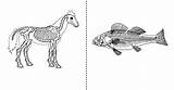 Vertebrates Invertebrates Vertebrate sketch template