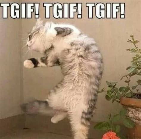 45 Best Its Friday Images On Pinterest Funny Sayings