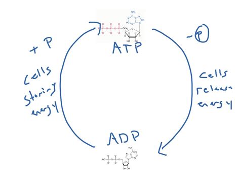 adp molecule diagram labeled   atp biology wise  consists   adenosine molecule