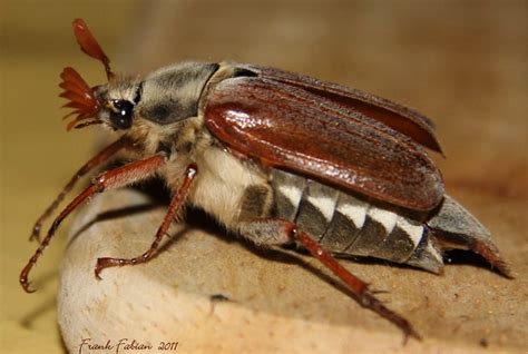 maikaefer  foto bild tiere wildlife insekten bilder auf