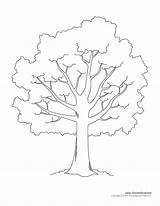 Tree Outline Template Printable Drawing Templates Leaves Kids Coloring Leafless Stencil Printables Clip Pdf Branches Palm Clipart Library Trees Large sketch template