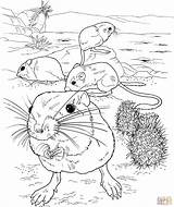 Coloring Rat Pages Kangaroo Rats Giant Mole Color Drawing Fink Ground Main Supercoloring Printable Skip Coloringbay Sketches Getcolorings Print Template sketch template