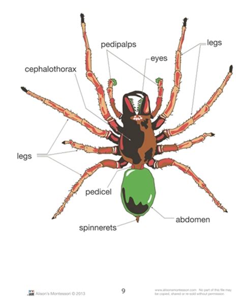 montessori materials parts   arachnid spider