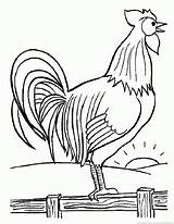 Rooster Hahn Library Clipart sketch template