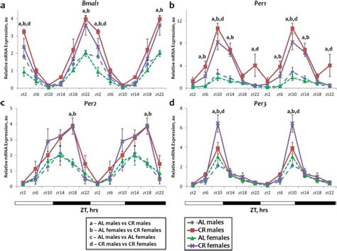 calorie restriction effects on circadian rhythms in gene expression are