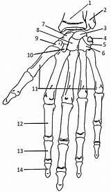 Hand Bones Anatomy Coloring Human Skeletal Physiology Bone Skeleton Worksheet Carpals Names Body Arm System Diagram Practice Label Book Color sketch template