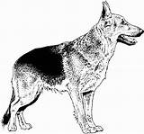Coloring Dog Shepherd German Breed Realistic Dogs Dane Puppy Printable Para Drawings Tiere Colorear Choose sketch template