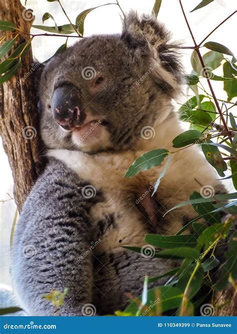 cute australian sleepy koala bear stock image image  sydney tree
