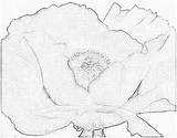 Georgia Coloring Pages Keeffe Poppy Keefe Okeeffe Bringing Learning Activities Children sketch template