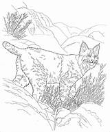 Desert Bobcat Fenek Pustynny Coloring4free Coloringbay Kolorowanka Drukowanka sketch template