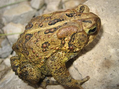 eastern american toad pa herp identification