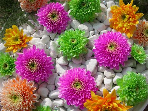 beautiful flowers wallpapers  images wallpapers pictures