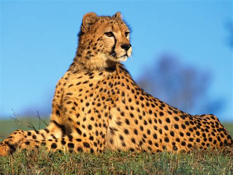 cheetah  life  animals