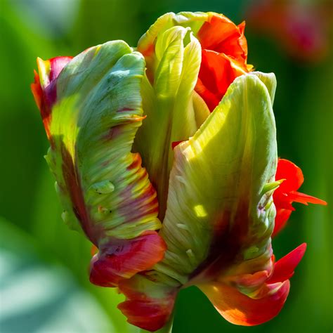 lovely red green tulip bulbs  sale  exotic parrot easy