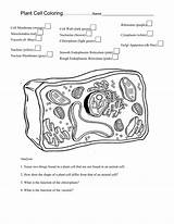 Cell Plant Coloring Animal Worksheet Studylib Worksheets Excel Db sketch template