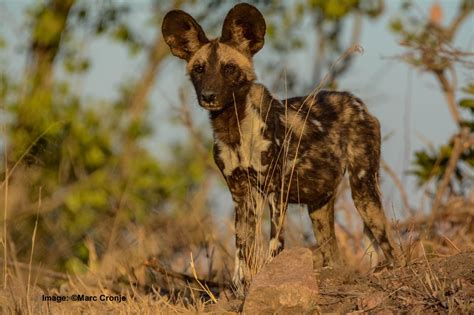 african painted dog field guide destination wildlife