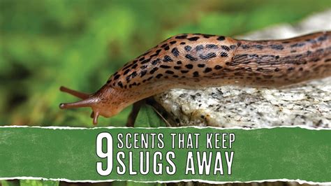 9 scents that slugs hate and how to use them pest pointers
